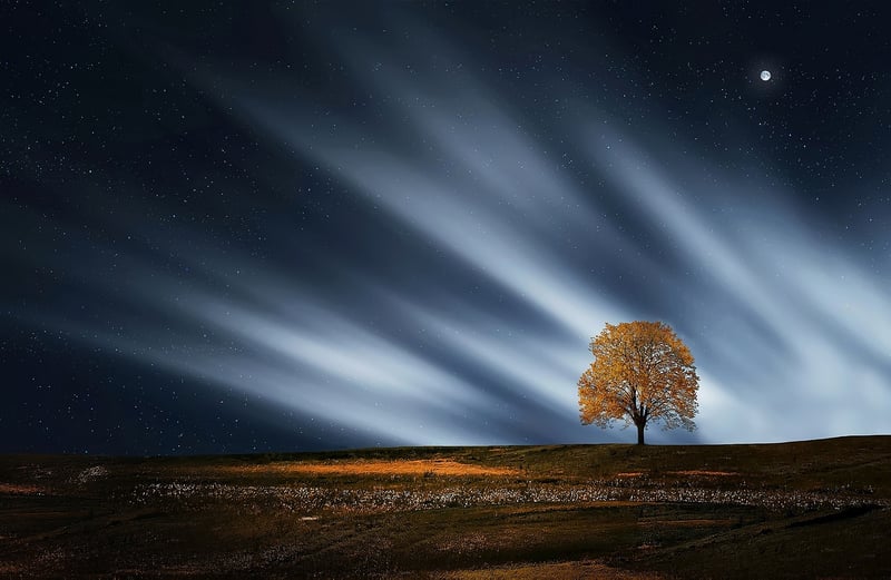 Moonlight Gardens