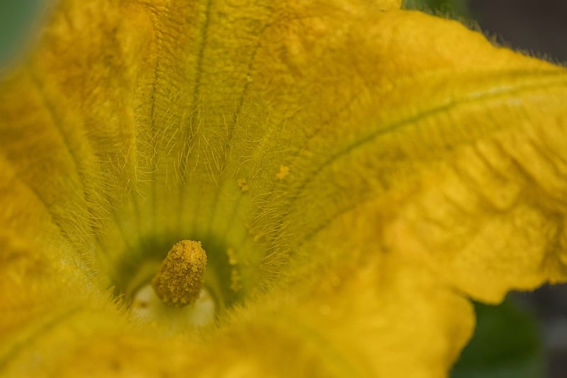 Fall Garden Care