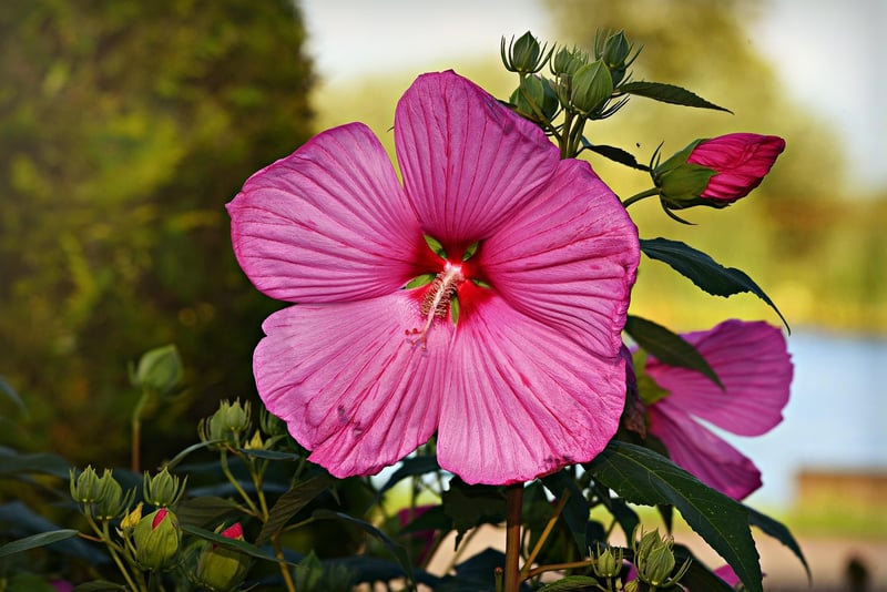 Summer Garden Care